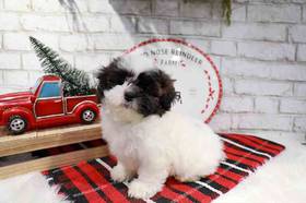 Shipoo