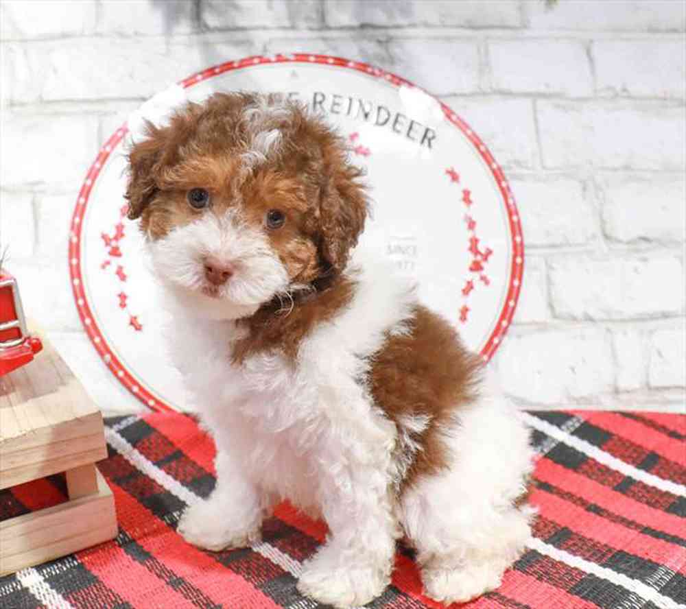 carousel pet images