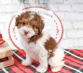Poodle