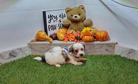 Coton De Tulear