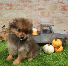 Pomeranian