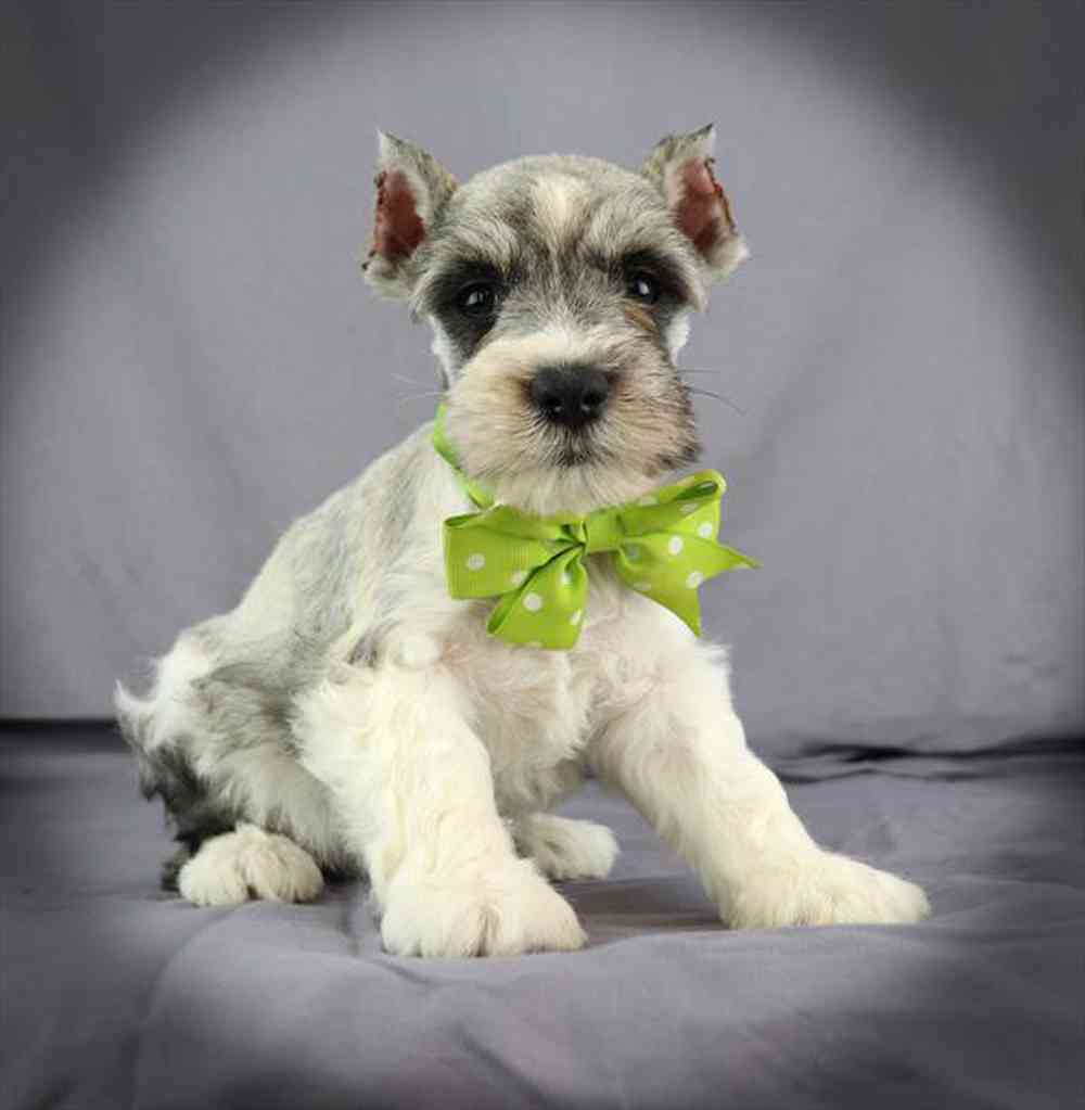 Image of a pet breed in the gallery