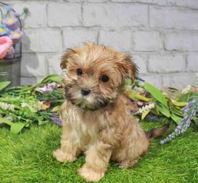 Morkie
