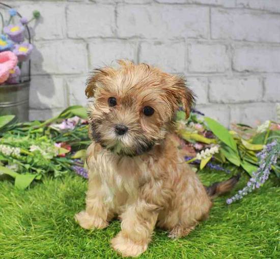 Morkie