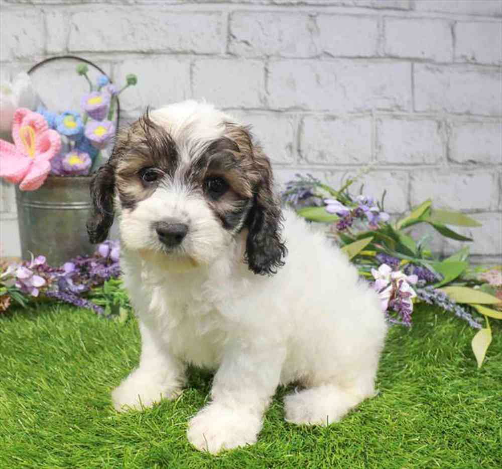carousel pet images