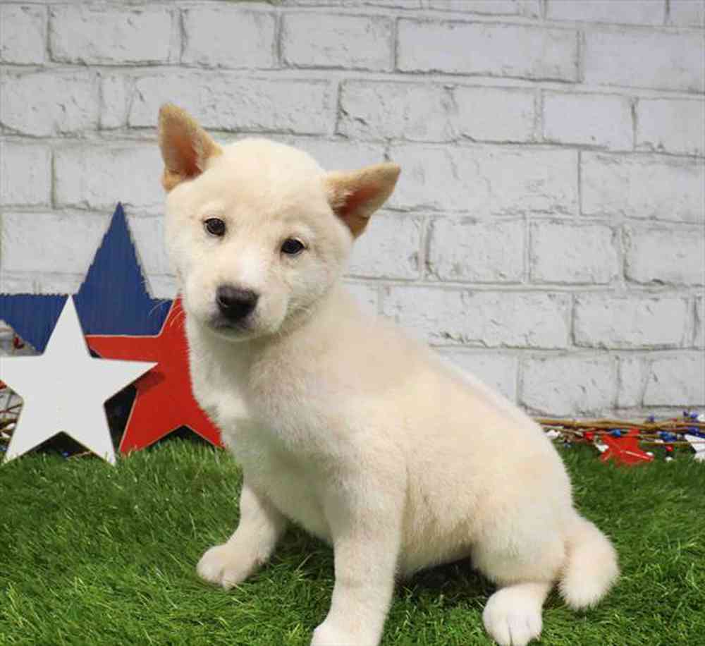Image of a pet breed in the gallery