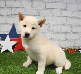 Shiba Inu