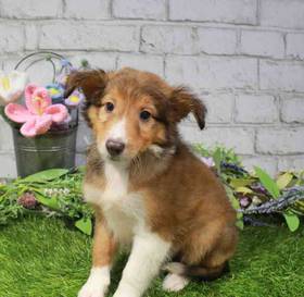 Sheltie