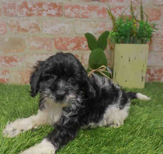 Cockapoo
