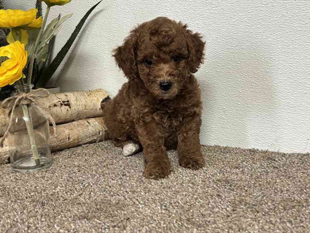 Image of a pet breed in the gallery
