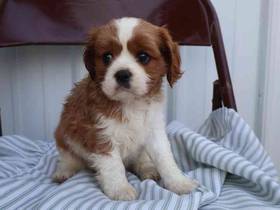 Cavalier King Charles Spaniel