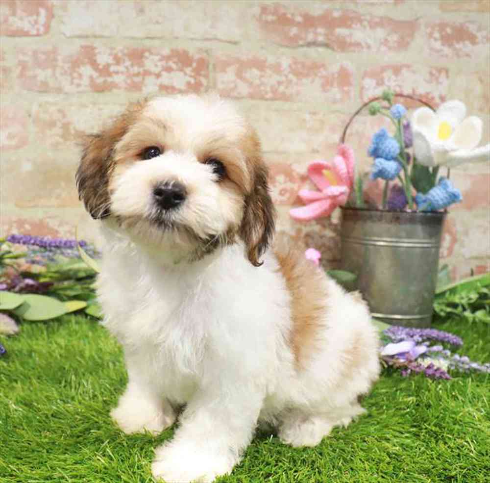 carousel pet images