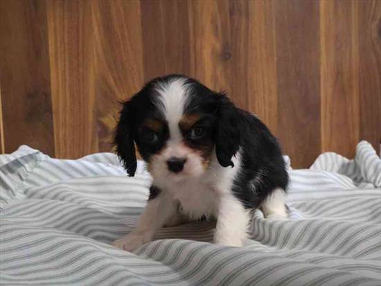 Cavalier King Charles Spaniel