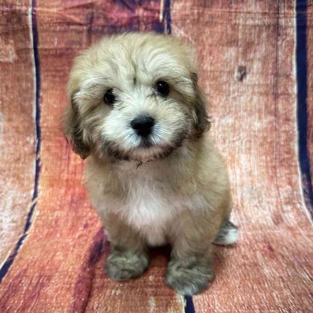 Image of a pet breed in the gallery