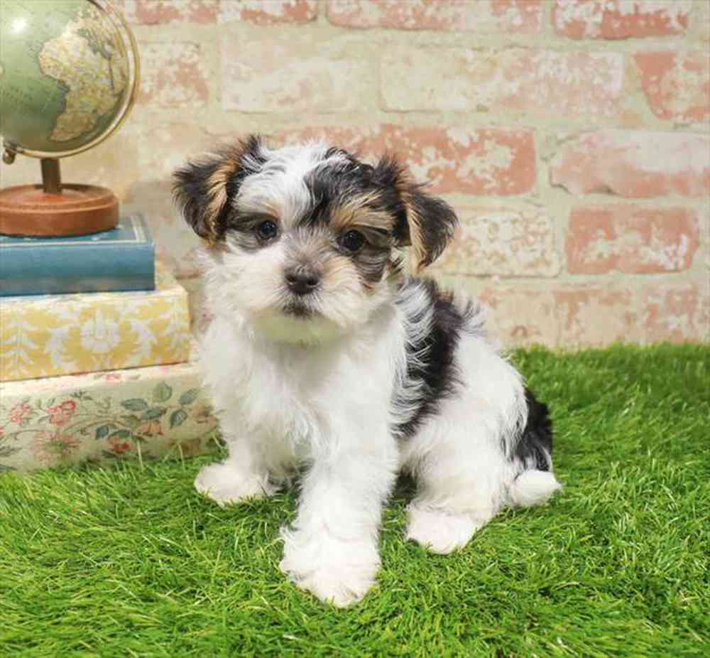 carousel pet images