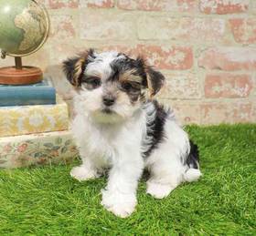 Morkie