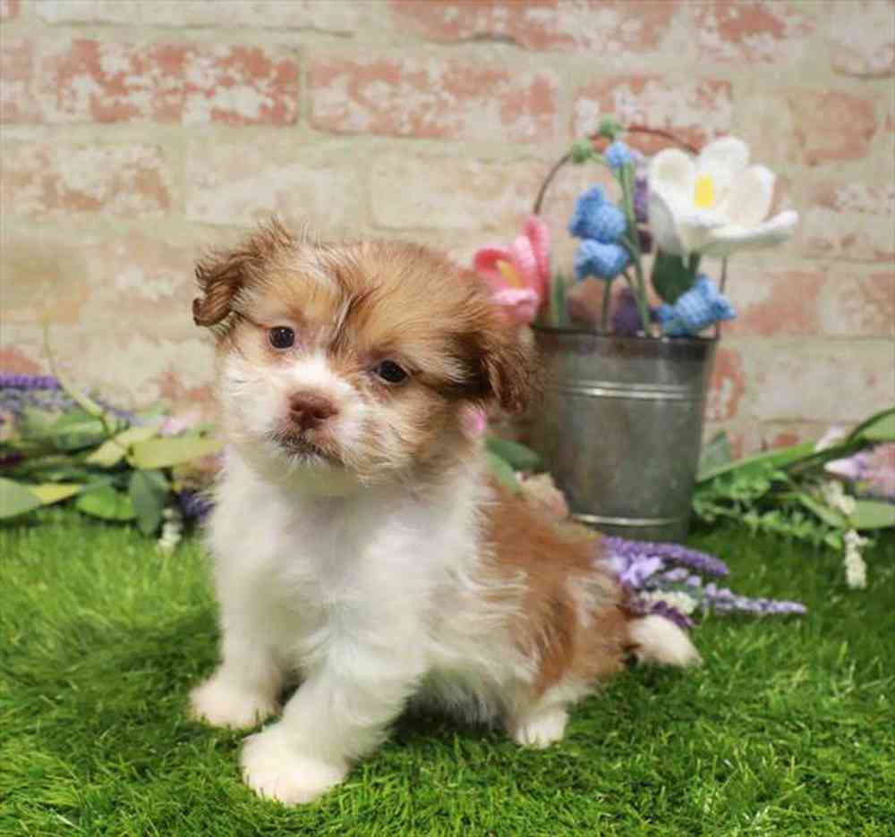 carousel pet images