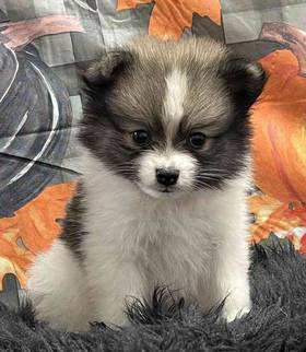 Pomeranian