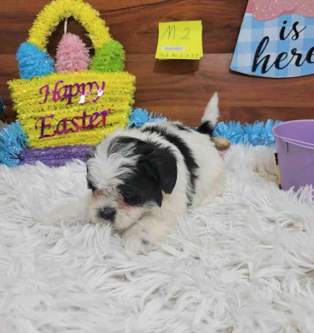 carousel pet images