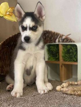 Siberian Husky