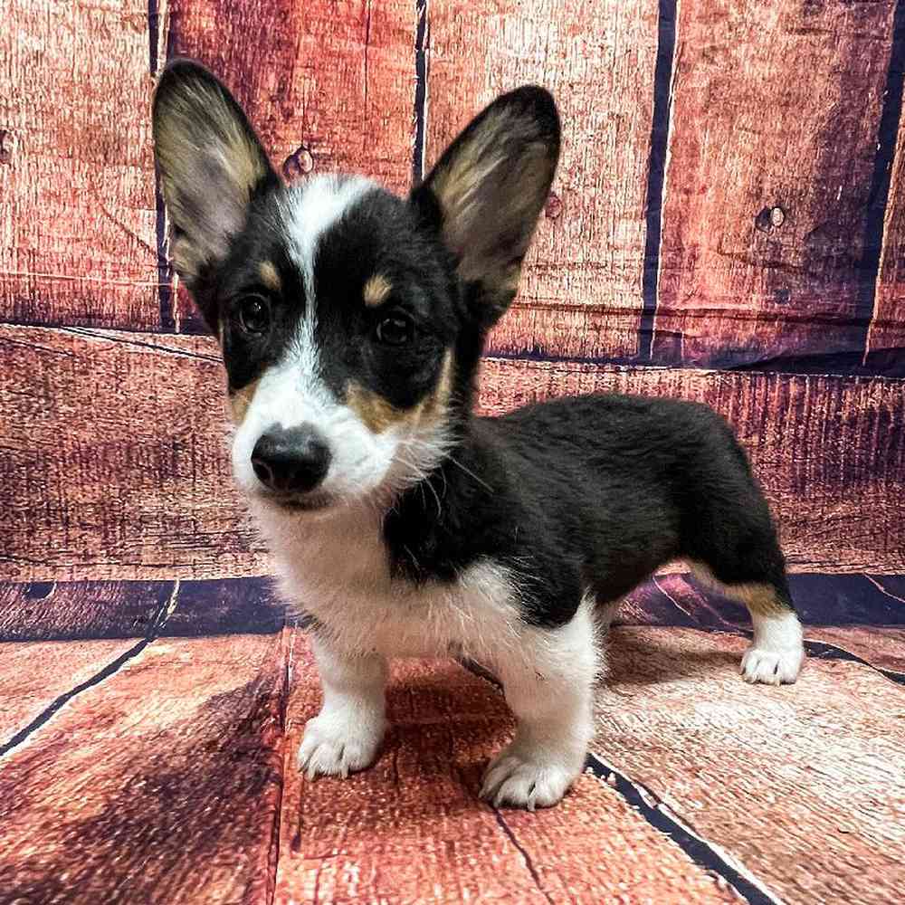 Image of a pet breed in the gallery
