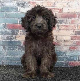 Cavapoo
