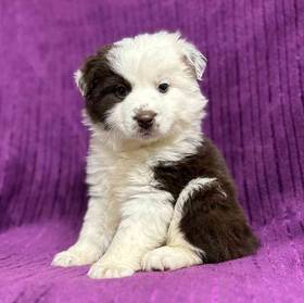 Miniature Australian Shepherd