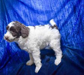 Mini Poodle-Mini Labradoodle