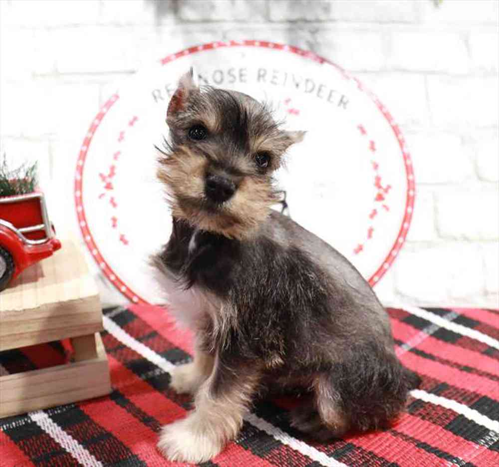 carousel pet images
