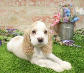 Cocker Spaniel