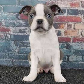 Boston Terrier