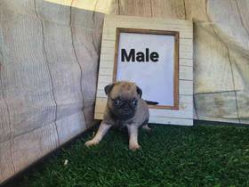 Pug