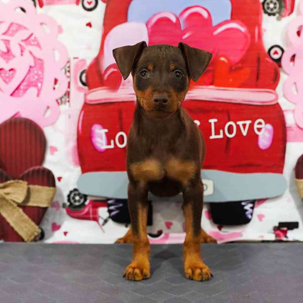 carousel pet images