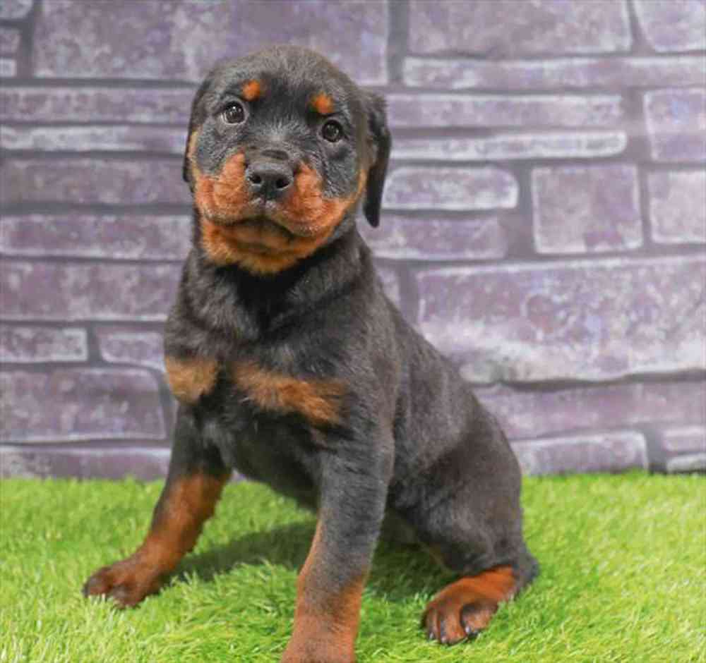 Image of a pet breed in the gallery