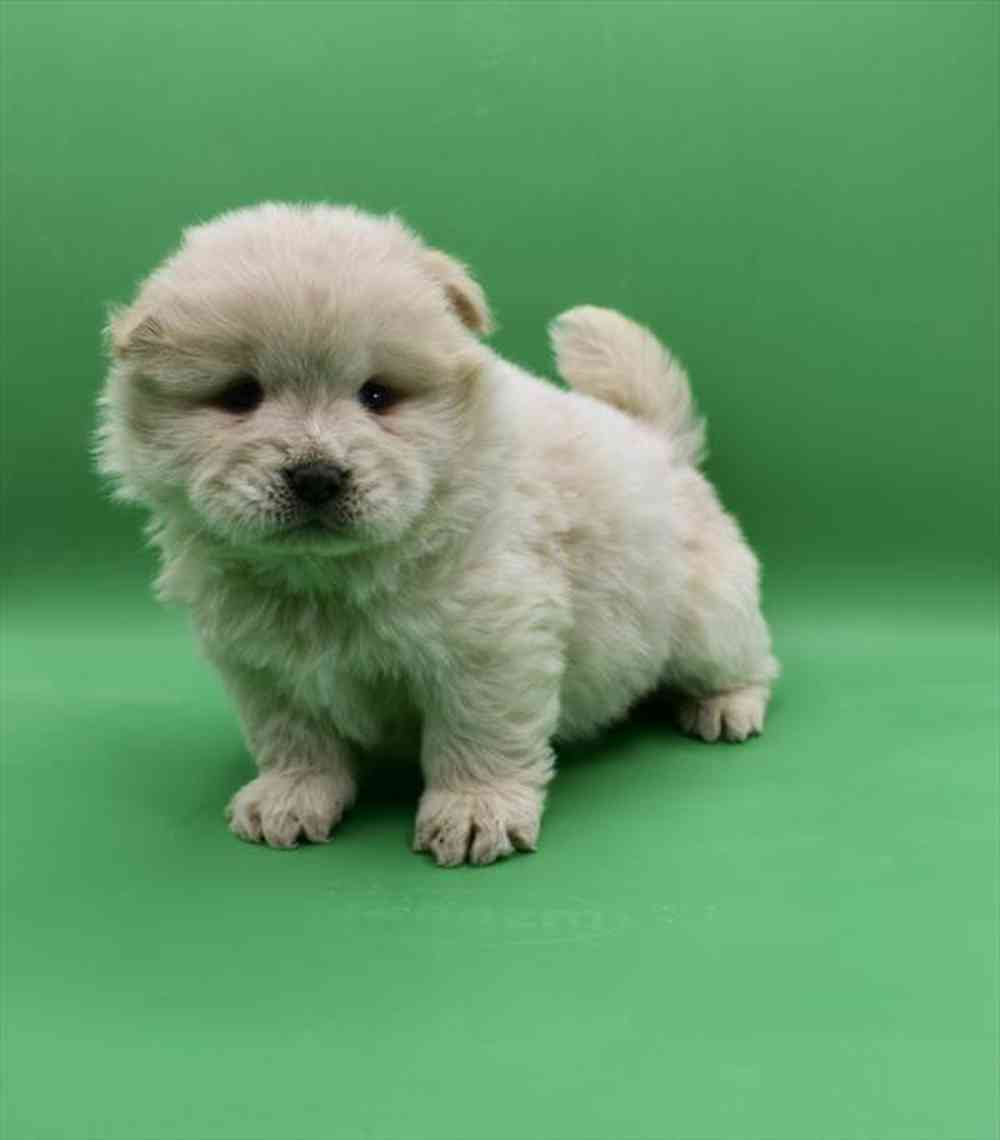 Image of a pet breed in the gallery