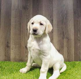 Labrador Retriever