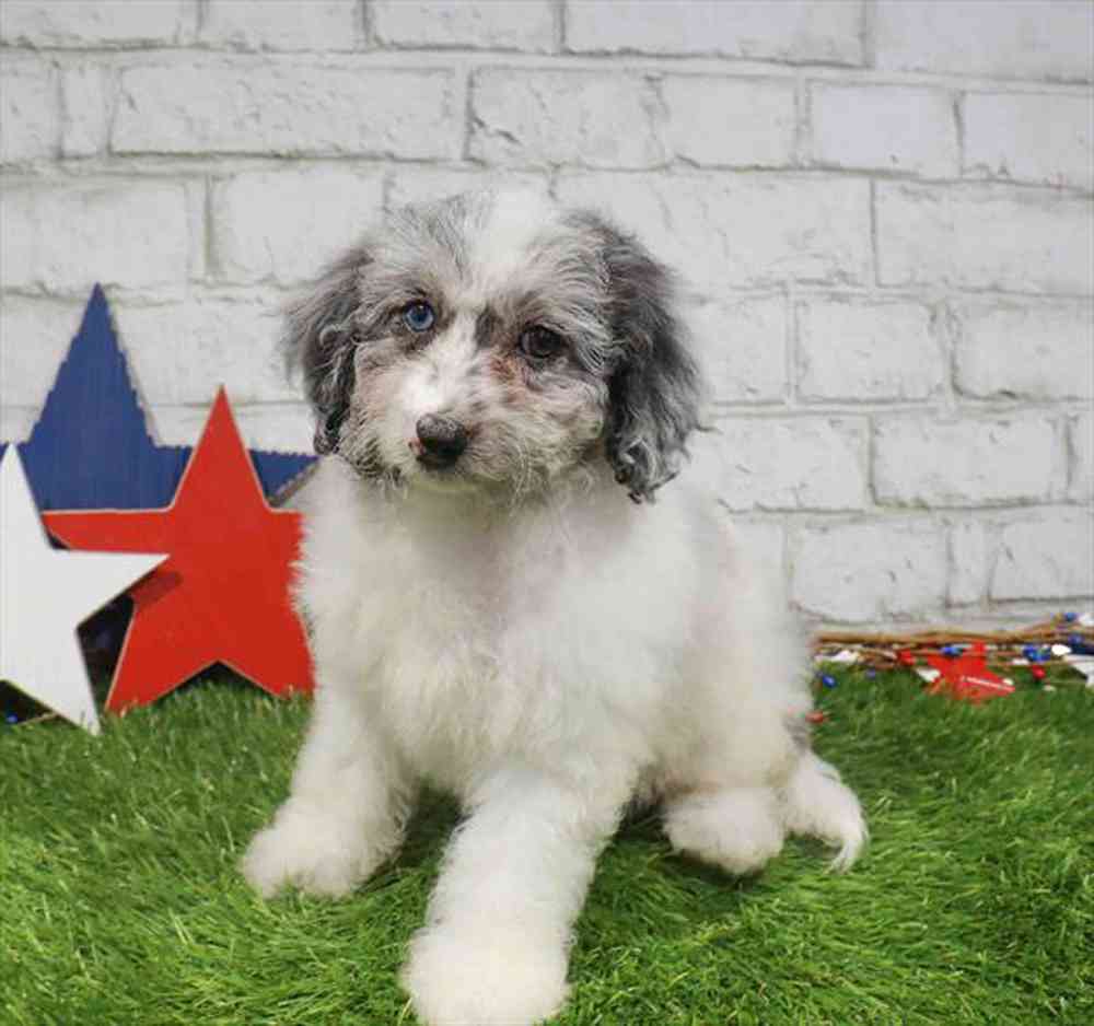 Image of a pet breed in the gallery