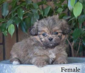 Peke-a-poo