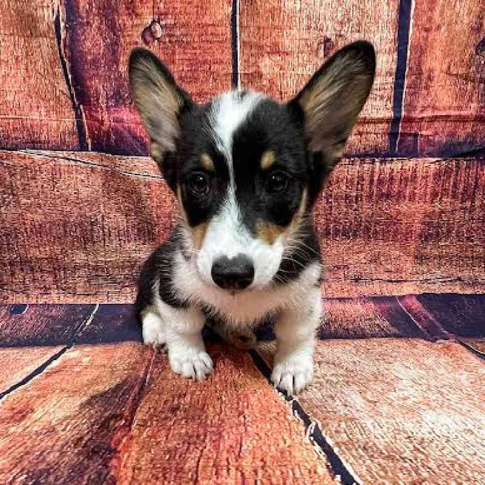 carousel pet images