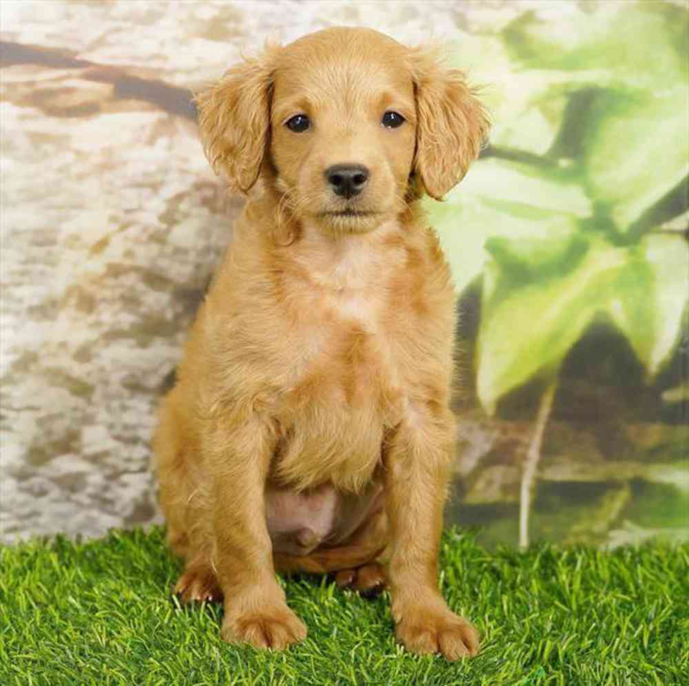 Image of a pet breed in the gallery