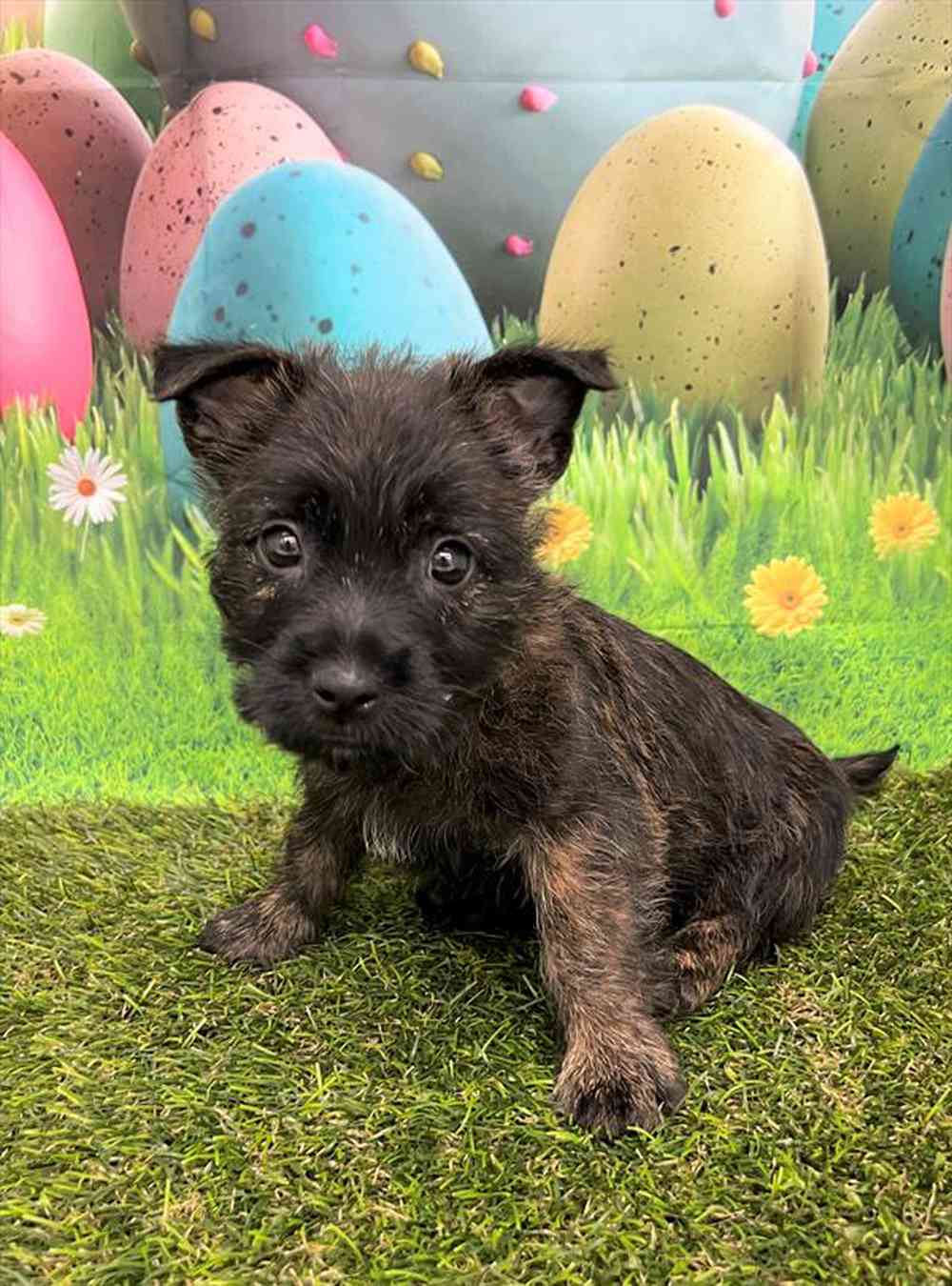 carousel pet images