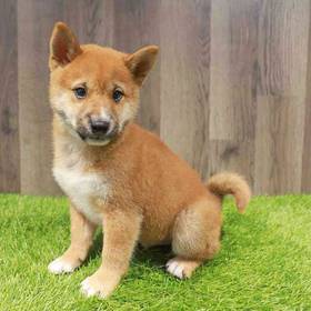 Shiba Inu