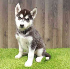 Siberian Husky