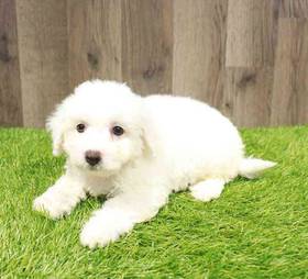 Bichon