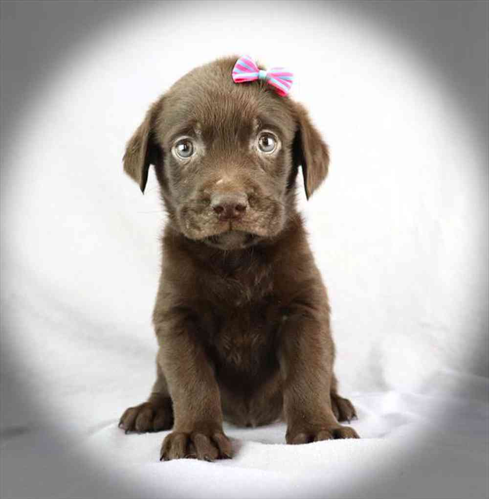 Image of a pet breed in the gallery
