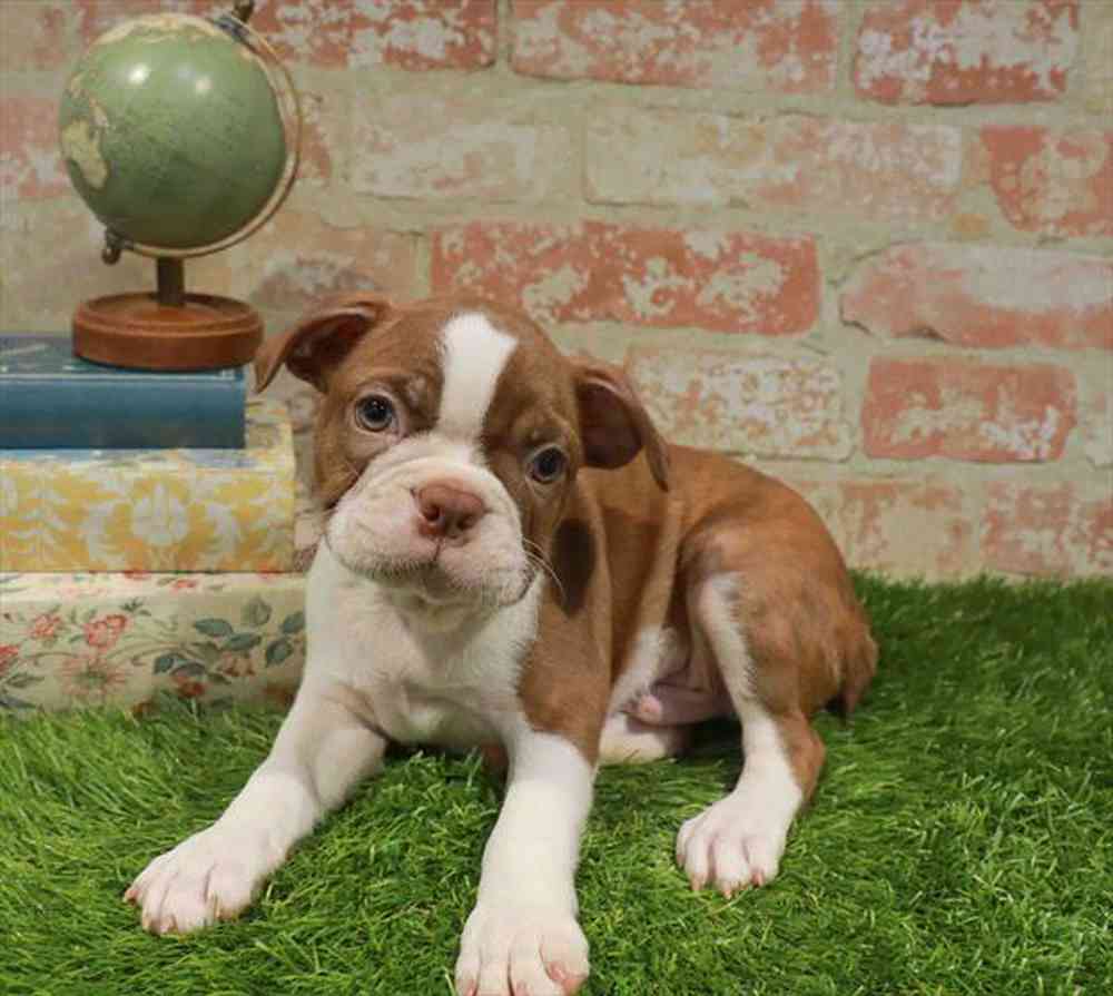 carousel pet images