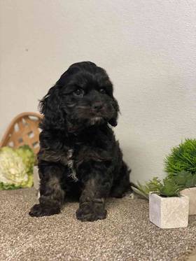 Mini Cockapoo