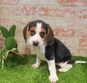Beagle