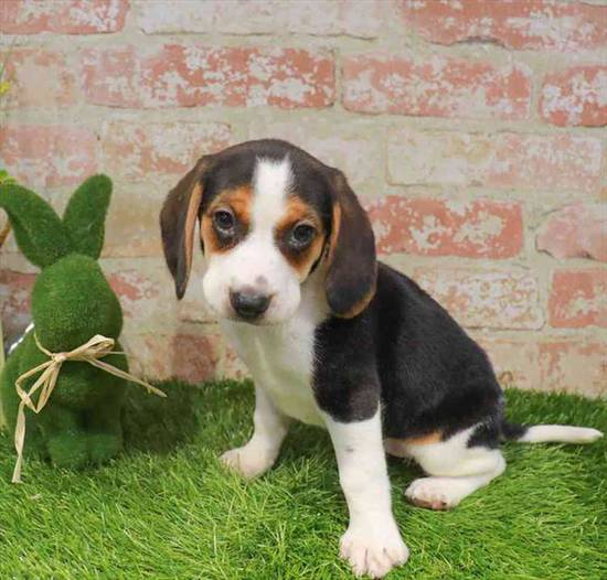 Beagle