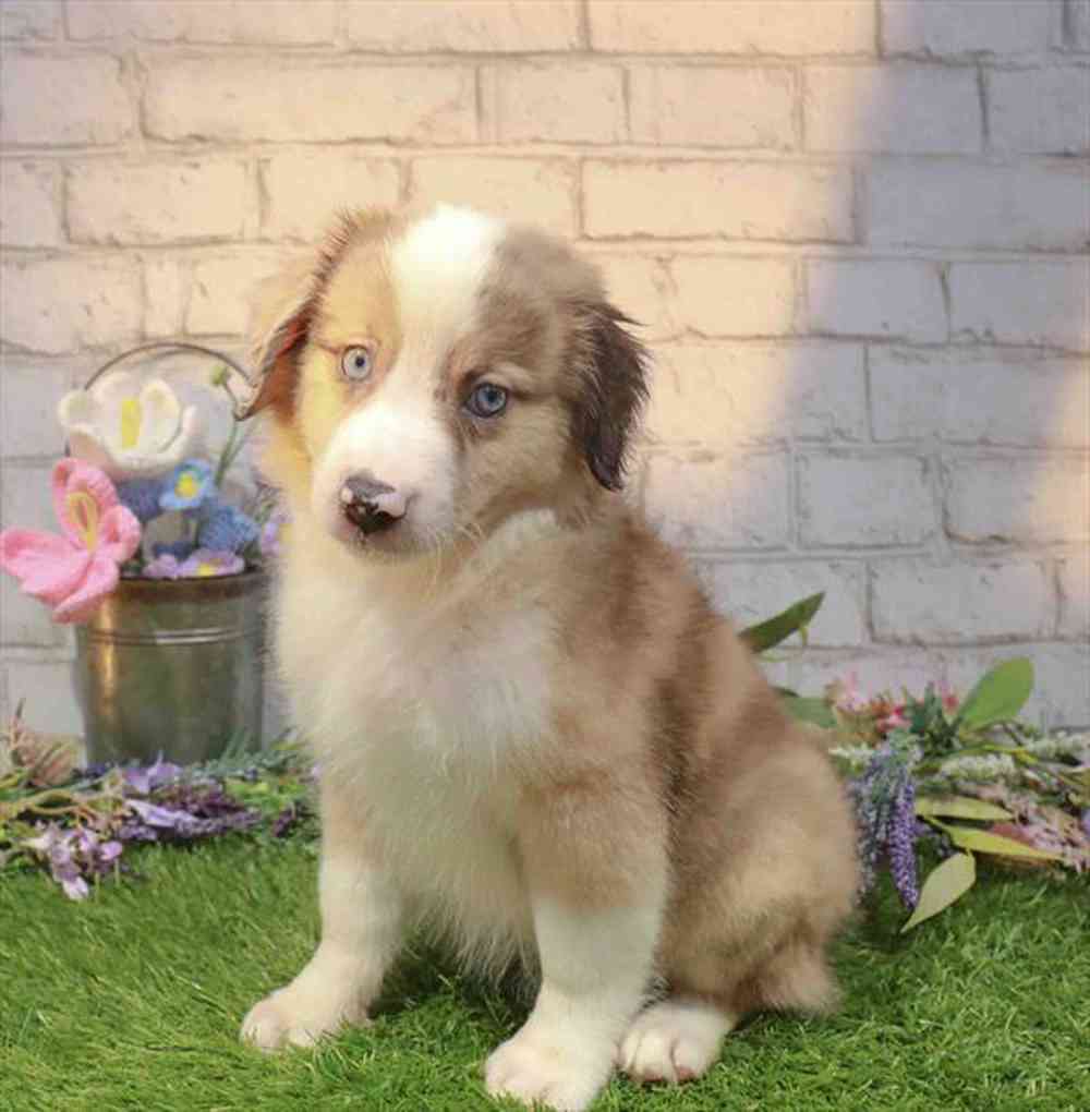 carousel pet images